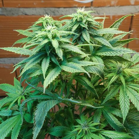 Nieve Roja growlog timeline photo