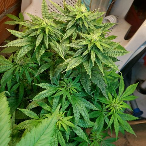 Nieve Roja growlog timeline photo