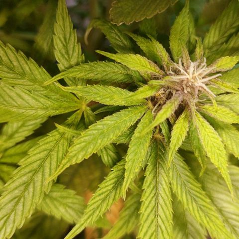 Nieve Roja growlog timeline photo