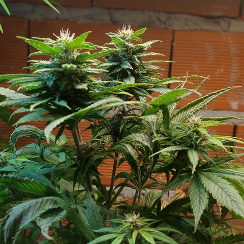 Nieve Roja growlog timeline photo