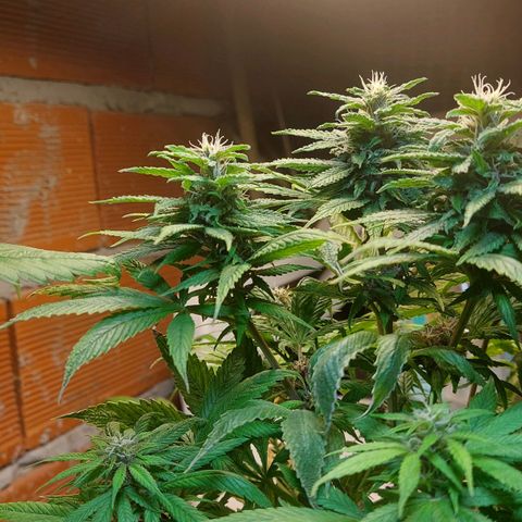 Nieve Roja growlog timeline photo