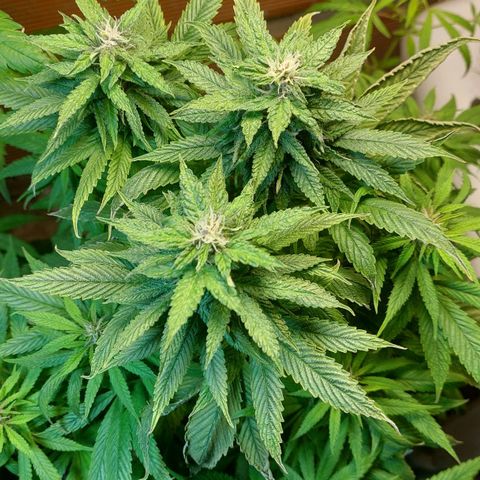 Nieve Roja growlog timeline photo