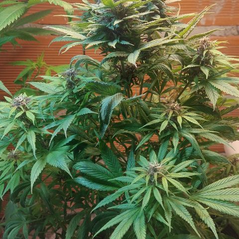Nieve Roja growlog timeline photo
