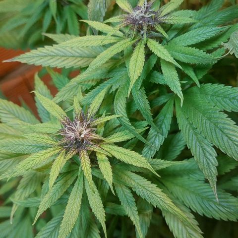 Nieve Roja growlog timeline photo