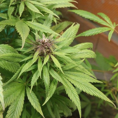 Nieve Roja growlog timeline photo