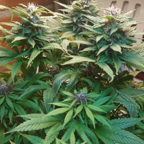 Nieve Roja growlog timeline photo