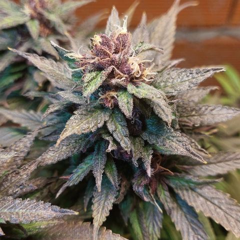 Nieve Roja growlog timeline photo