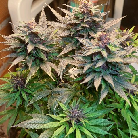 Nieve Roja growlog timeline photo