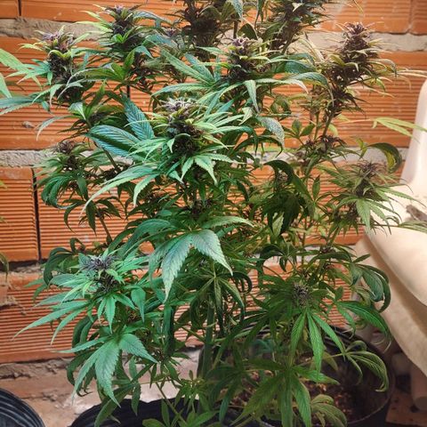 Nieve Roja growlog timeline photo