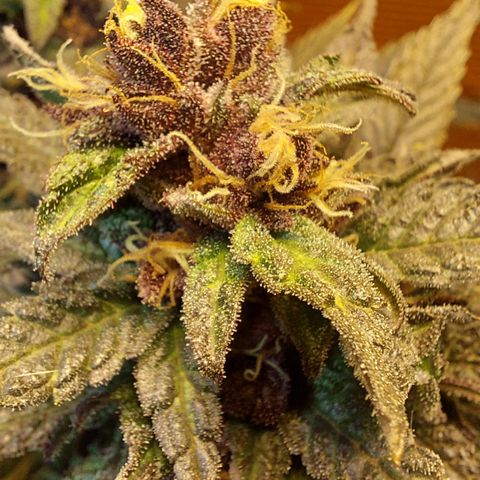 Nieve Roja growlog timeline photo