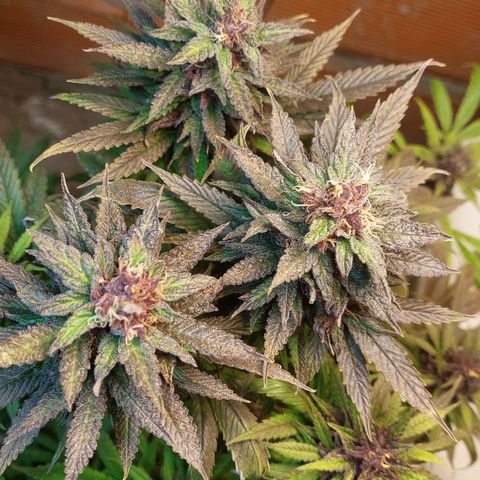 Nieve Roja growlog timeline photo