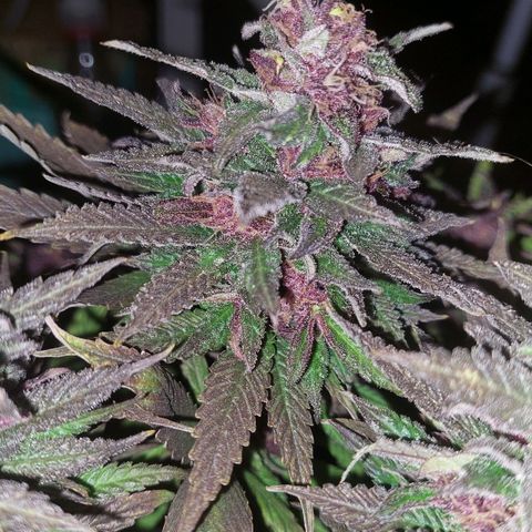 Nieve Roja growlog timeline photo