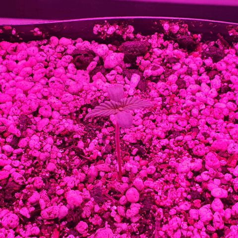 Critical +2 XXL Auto growlog photo: Pequena curvada em busca de luz, rotacionei e reposicionei o vaso.