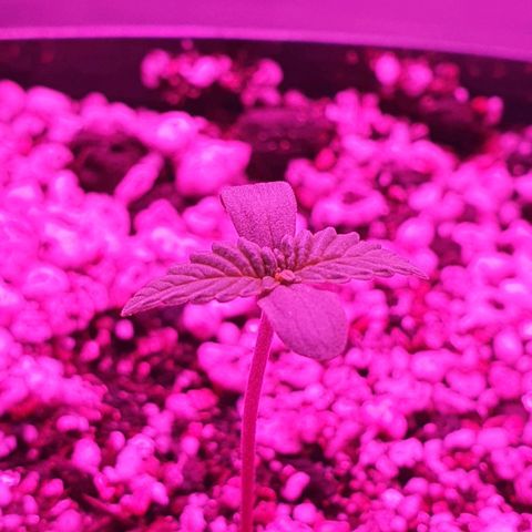Critical +2 XXL Auto growlog timeline photo