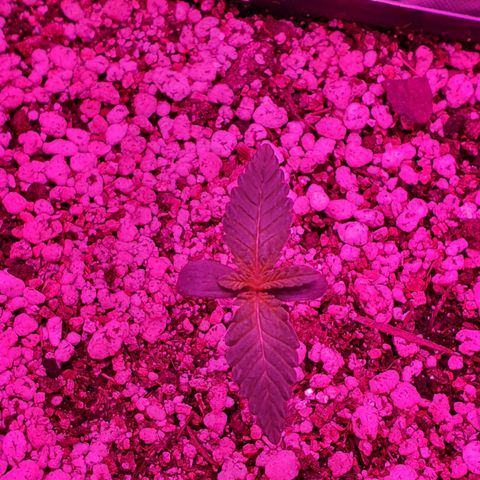 Critical +2 XXL Auto growlog photo: Folhas primárias maiores, meristema apical mais amarelado.
Leve dobrar do caule em busca da luz, vaso rotacionado.
