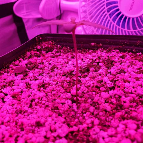 Critical +2 XXL Auto growlog photo: Folhas primárias maiores, meristema apical mais amarelado.
Leve dobrar do caule em busca da luz, vaso rotacionado.