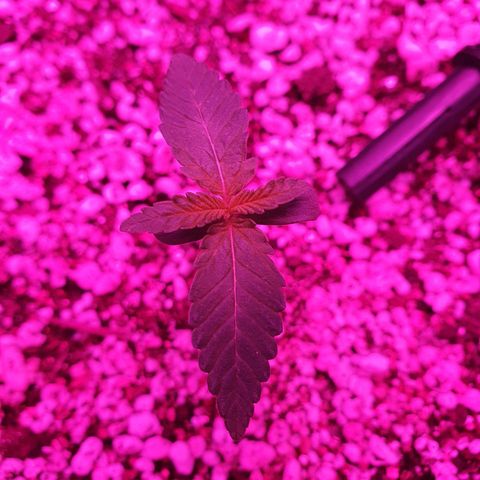 Critical +2 XXL Auto growlog photo: Segundo par de folhas já proeminente projetado para fora, caule com leve entortamento, cor amarelada do meristema apical diminuiu consideravelmente bem como o enrugamento.
