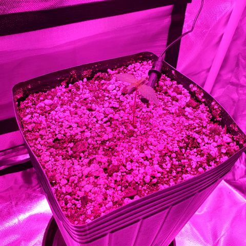 Critical +2 XXL Auto growlog photo: Segundo par de folhas já proeminente projetado para fora, caule com leve entortamento, cor amarelada do meristema apical diminuiu consideravelmente bem como o enrugamento.