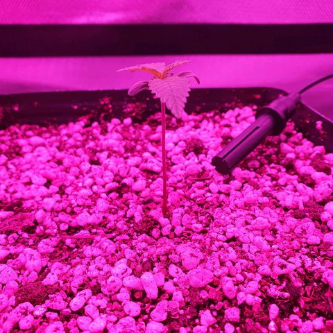Critical +2 XXL Auto growlog photo: Segundo par de folhas já proeminente projetado para fora, caule com leve entortamento, cor amarelada do meristema apical diminuiu consideravelmente bem como o enrugamento.