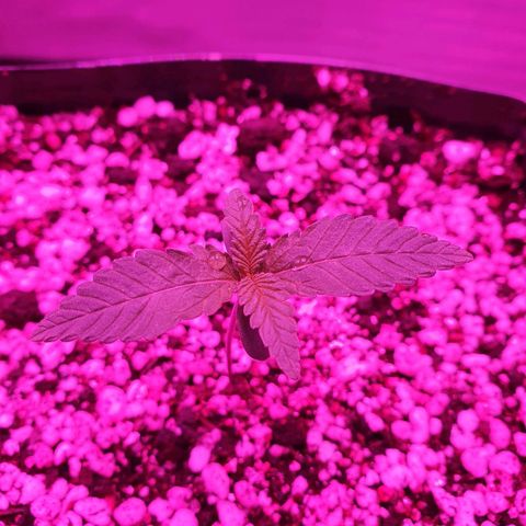 Critical +2 XXL Auto growlog timeline photo
