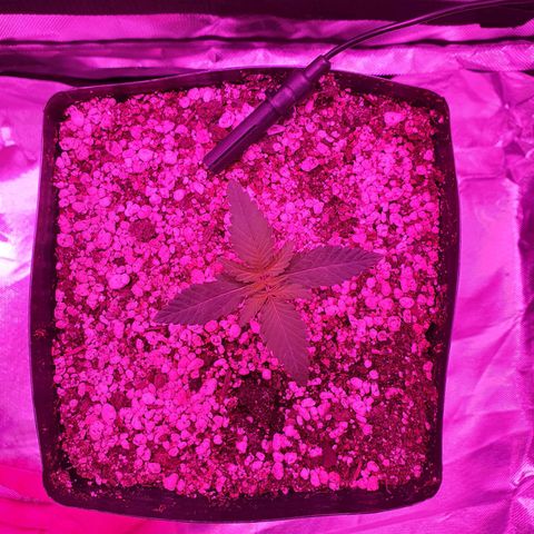 Critical +2 XXL Auto growlog photo: Surgimento do primeiro par de folhas verdadeiras, folhas sem manchas aparentes, coloração verde vibrante homogênea por todas as folhas, exceto pelo centro do meristema apical, nota-se também a formação do primeiro nó. Caule ainda está torto, porém, não intensificou, está mantendo-se igual.