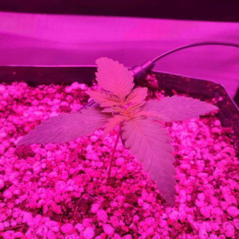 Critical +2 XXL Auto growlog photo: Surgimento do primeiro par de folhas verdadeiras, folhas sem manchas aparentes, coloração verde vibrante homogênea por todas as folhas, exceto pelo centro do meristema apical, nota-se também a formação do primeiro nó. Caule ainda está torto, porém, não intensificou, está mantendo-se igual.