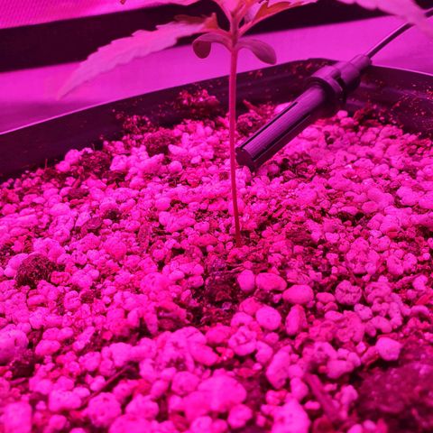 Critical +2 XXL Auto growlog photo: Surgimento do primeiro par de folhas verdadeiras, folhas sem manchas aparentes, coloração verde vibrante homogênea por todas as folhas, exceto pelo centro do meristema apical, nota-se também a formação do primeiro nó. Caule ainda está torto, porém, não intensificou, está mantendo-se igual.