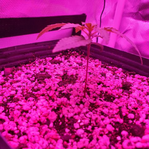 Critical +2 XXL Auto growlog photo: Aparenta leve engrossar do caule, não está mais torto, apresenta estrutura saudável, folhas verdes vibrantes e ranhuras bem suculentas, nada de anormal até o momento.