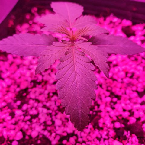 Critical +2 XXL Auto growlog photo: Aparenta leve engrossar do caule, não está mais torto, apresenta estrutura saudável, folhas verdes vibrantes e ranhuras bem suculentas, nada de anormal até o momento.