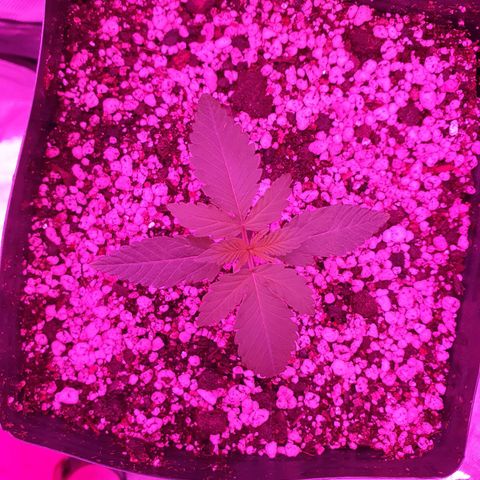 Critical +2 XXL Auto growlog photo: Aparenta leve engrossar do caule, não está mais torto, apresenta estrutura saudável, folhas verdes vibrantes e ranhuras bem suculentas, nada de anormal até o momento.