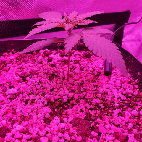 Critical +2 XXL Auto growlog timeline photo