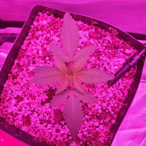 Critical +2 XXL Auto growlog timeline photo