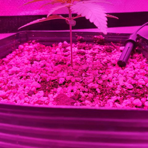 Critical +2 XXL Auto growlog timeline photo