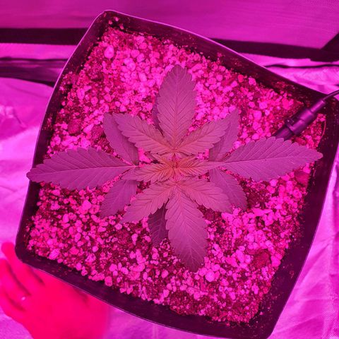 Critical +2 XXL Auto growlog timeline photo