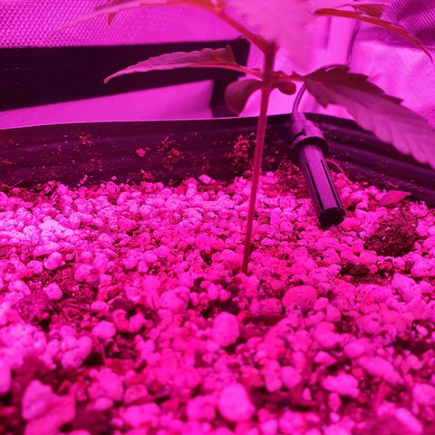 Critical +2 XXL Auto growlog timeline photo