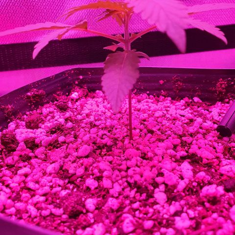 Critical +2 XXL Auto growlog timeline photo