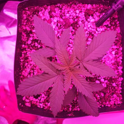 Critical +2 XXL Auto growlog timeline photo