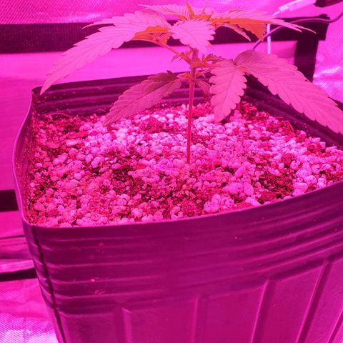 Critical +2 XXL Auto growlog timeline photo