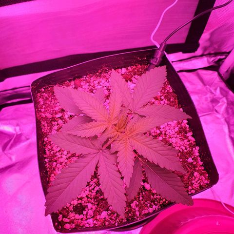 Critical +2 XXL Auto growlog timeline photo