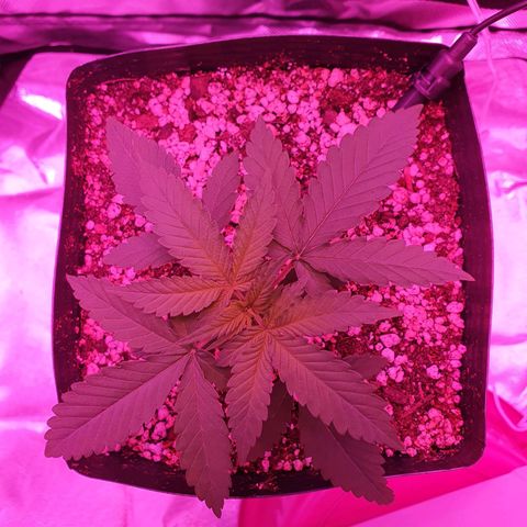 Critical +2 XXL Auto growlog timeline photo