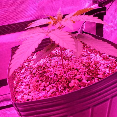 Critical +2 XXL Auto growlog timeline photo