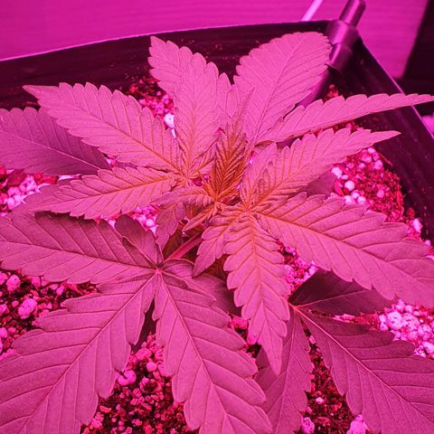 Critical +2 XXL Auto growlog timeline photo