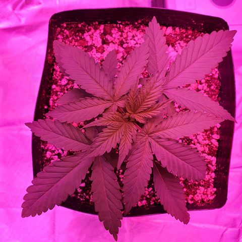 Critical +2 XXL Auto growlog timeline photo