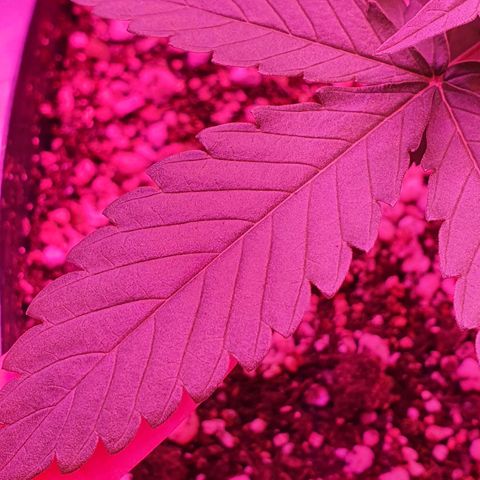 Critical +2 XXL Auto growlog timeline photo