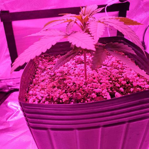 Critical +2 XXL Auto growlog timeline photo