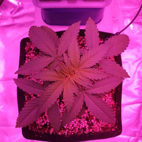 Critical +2 XXL Auto growlog photo: Após 11 horas da primeira aplicação de óleo de neem e 5 horas sob período diurno, não existem alterações de cor substanciais nas folhas.