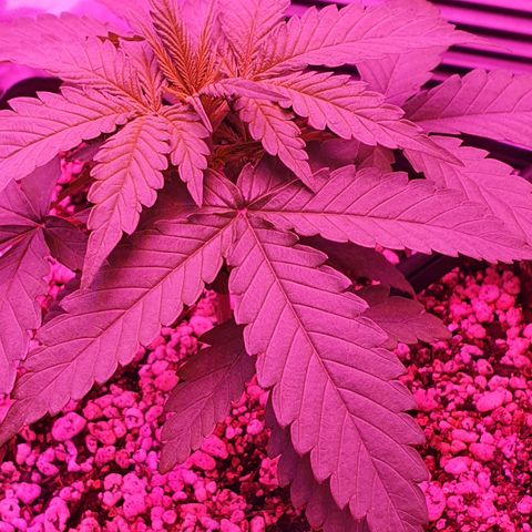 Critical +2 XXL Auto growlog photo: Após 11 horas da primeira aplicação de óleo de neem e 5 horas sob período diurno, não existem alterações de cor substanciais nas folhas.