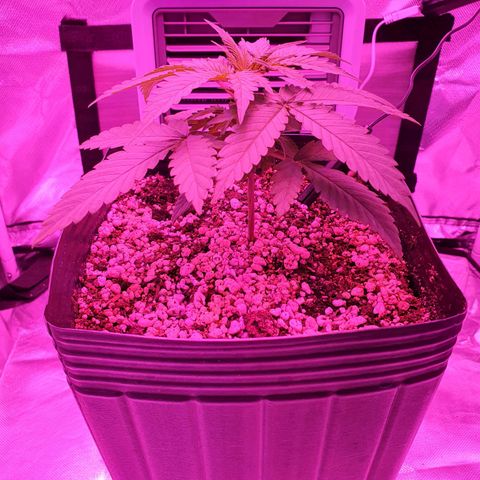 Critical +2 XXL Auto growlog photo: Após 11 horas da primeira aplicação de óleo de neem e 5 horas sob período diurno, não existem alterações de cor substanciais nas folhas.