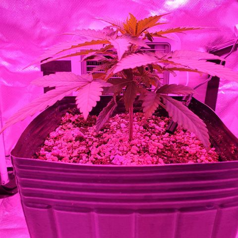 Critical +2 XXL Auto growlog photo: Aparecimento de manchas claras nas laterais das folhas superiores, podem ter sido queimaduras por conta do óleo de neem ou mesmo altura das luzes.