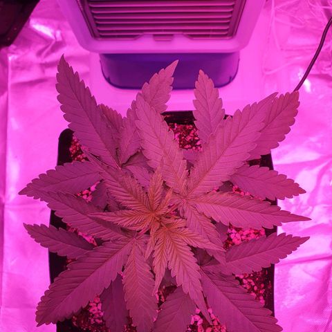 Critical +2 XXL Auto growlog photo: Aparecimento de manchas claras nas laterais das folhas superiores, podem ter sido queimaduras por conta do óleo de neem ou mesmo altura das luzes.